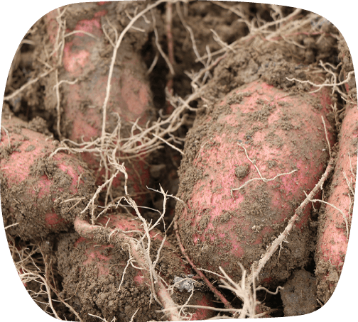 掘りたてのさつまいも