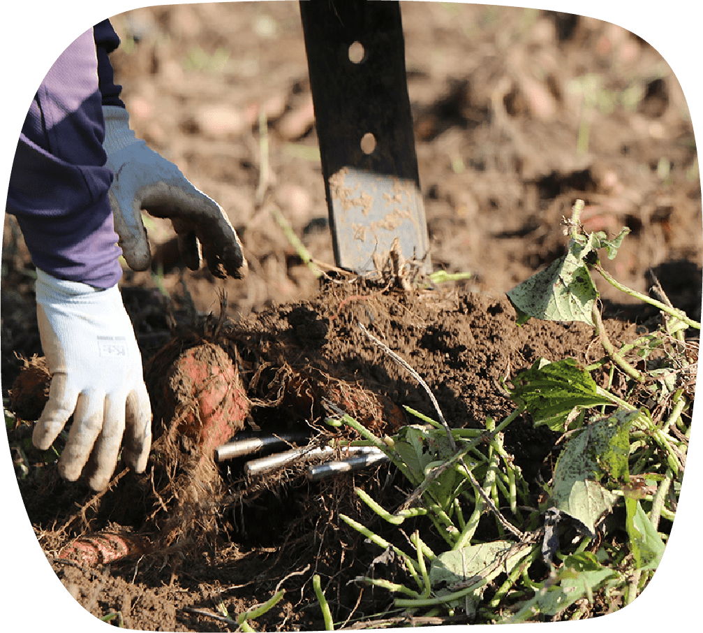 掘り起こした後、手で拾い上げます。