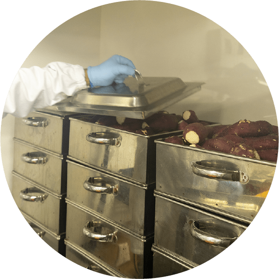 さつまいもを蒸かす