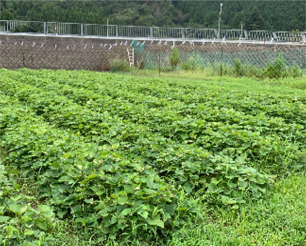 さつまいもの栽培畑