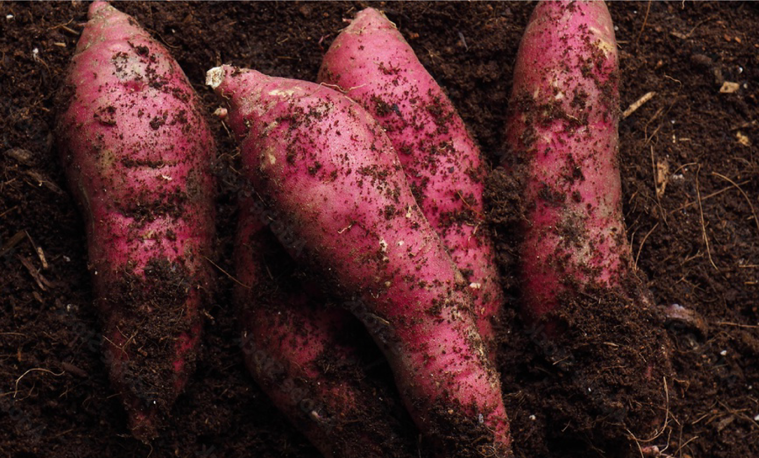 畑から掘り起こしたさつまいも