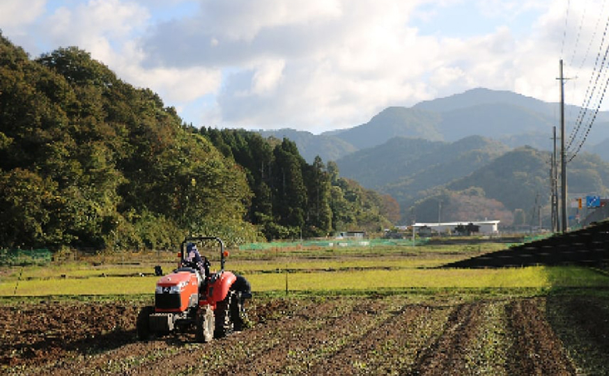 畑での収穫作業風景