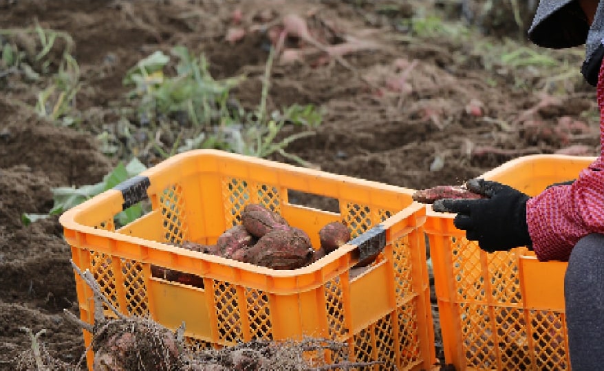 畑での収穫作業風景