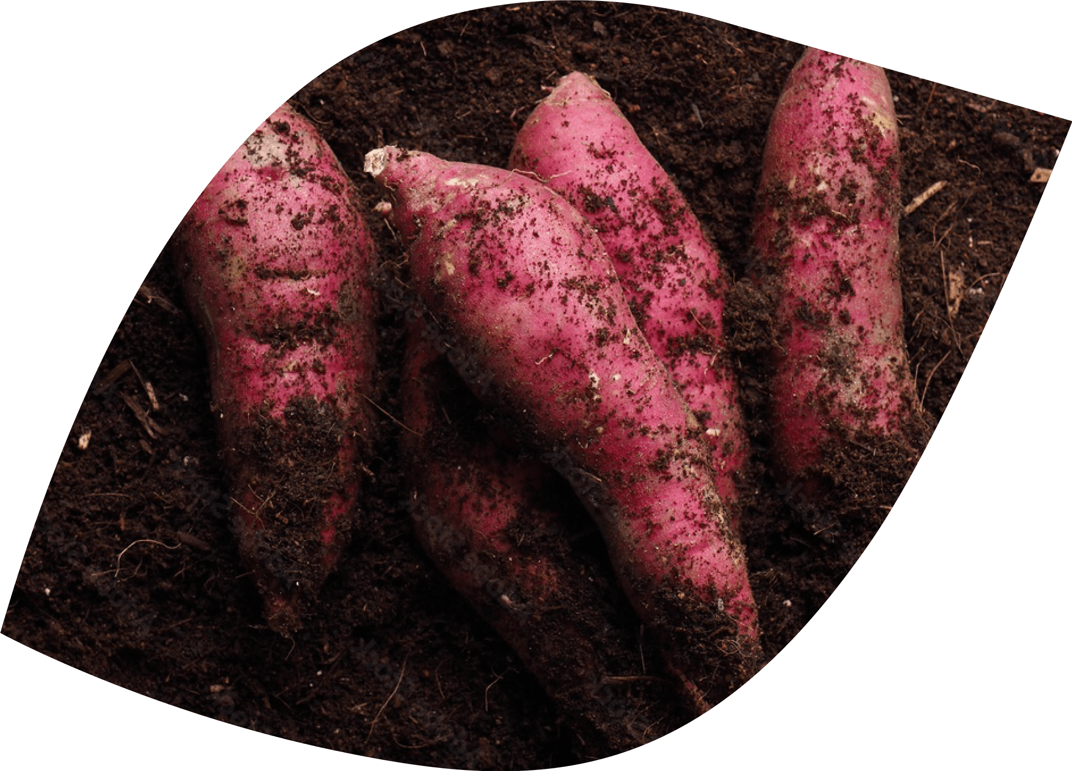 八萬屋の生いも